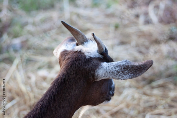 Obraz goat s