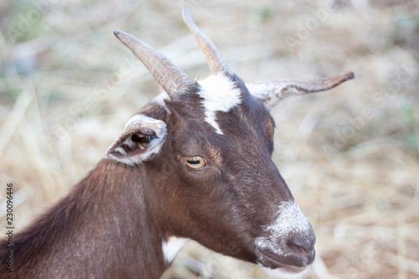Obraz goat s