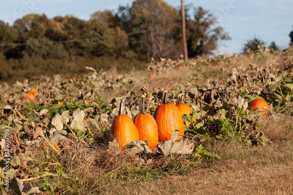 Obraz  Sunny Pumpkin patch 