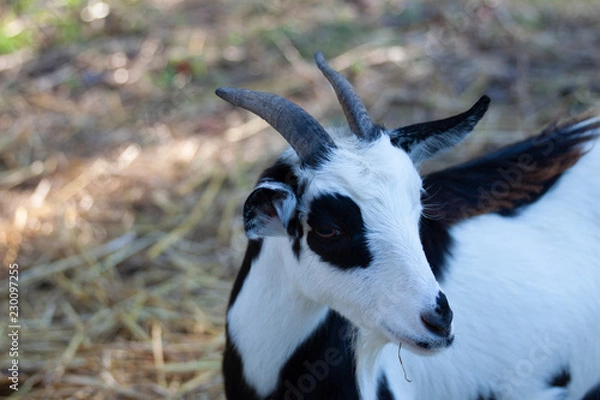 Obraz goat s