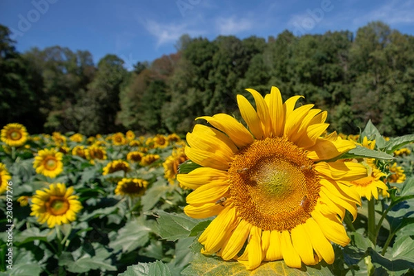 Obraz Sunflower on field 