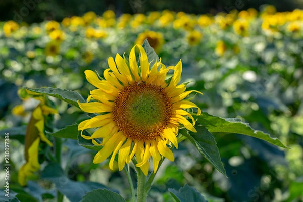 Obraz Sunflower on field 
