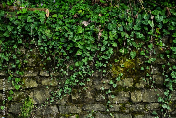 Obraz Grunge texture background: old stone wall overgrown with green moss.
