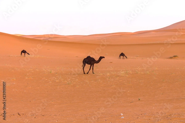 Obraz camels in desert