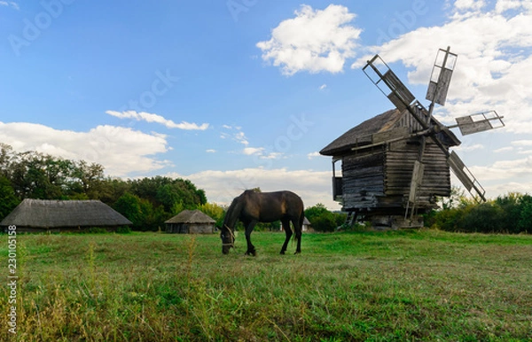 Fototapeta Field and forest, horse and old windmill. Village and clean air. Good ecology