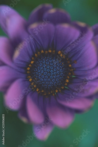 Fototapeta Kapkoerbchen