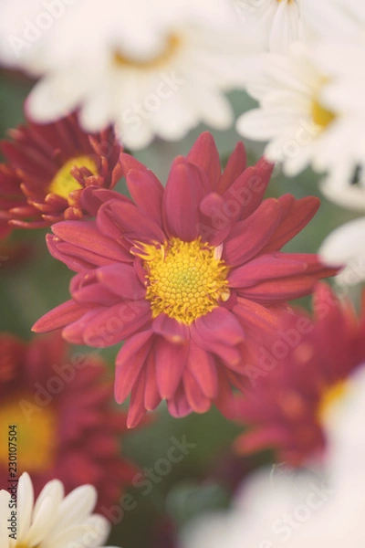Fototapeta Chrysantheme_