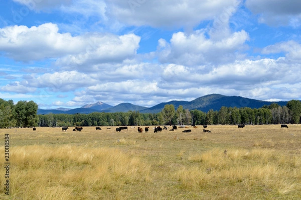 Fototapeta Grazing beef steers with mountains in the background