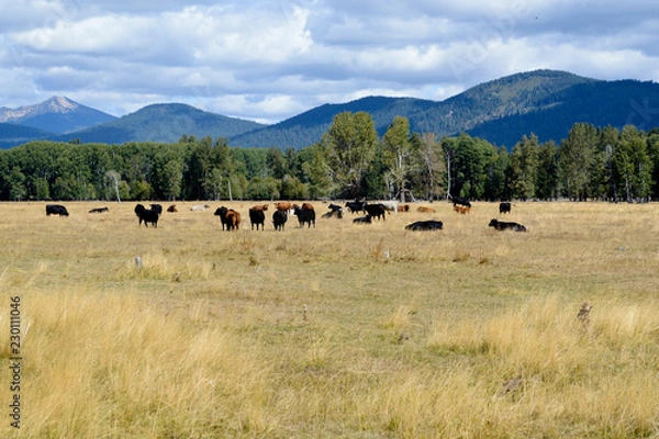 Fototapeta Grazing beef steers with mountains in the background