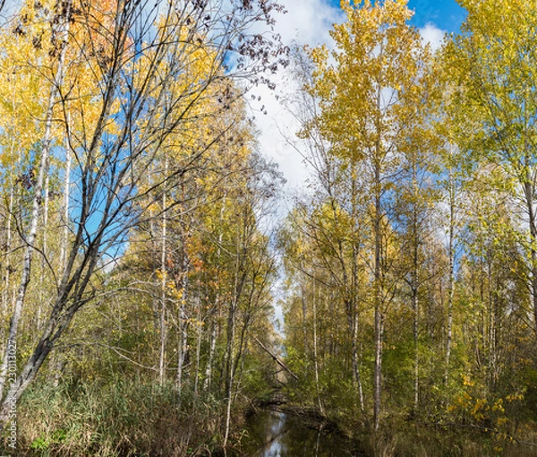 Obraz stream in the autumn forest