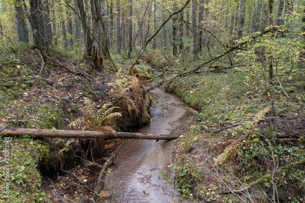 Obraz creek in the autumn forest