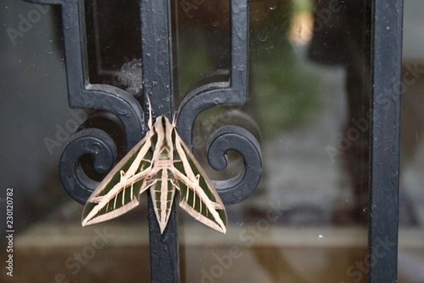 Obraz Vine Sphinx Moth, moth, large, paterned, gray, brown tan