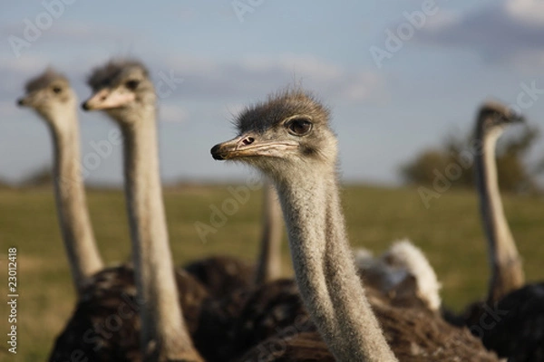 Obraz Vogel Strauss Herde