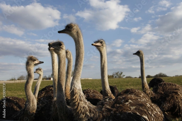Obraz Vogel Strauss Herd