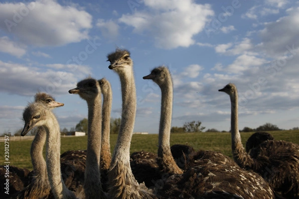 Obraz Vogel Strauss Herd