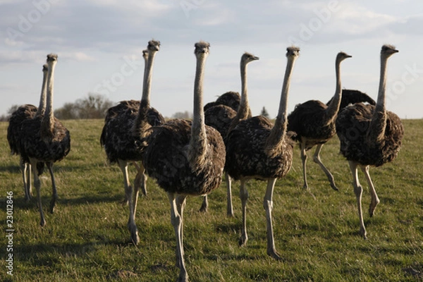 Obraz Vogel Strauss Herde