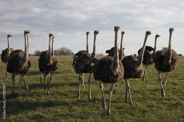 Obraz Vogel Strauss Herde