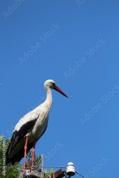 Obraz stork in the nest
