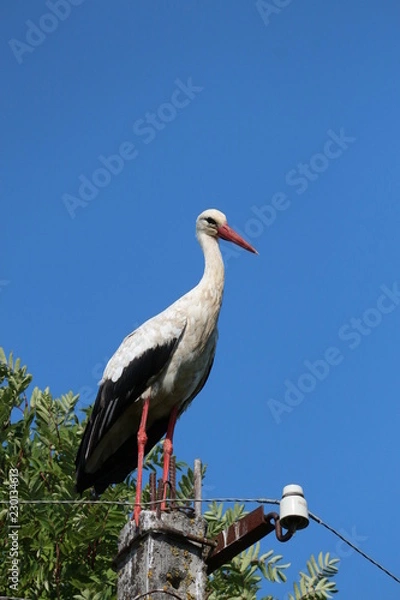 Obraz stork in the nest