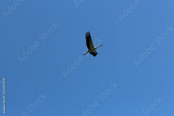 Obraz flying stork, beautiful big bird