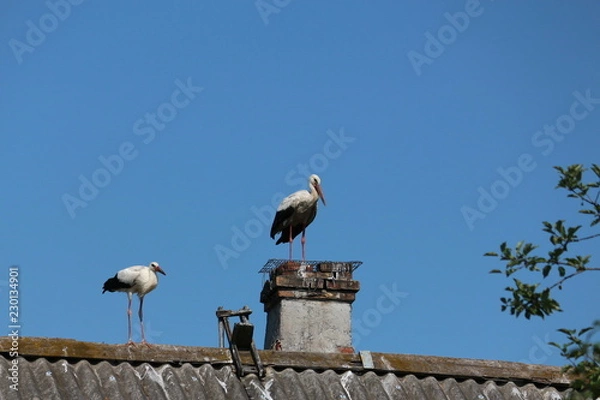 Obraz storks on the roof