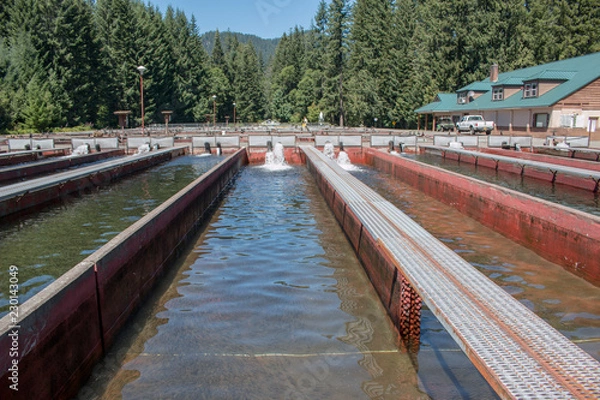 Obraz Fish Hatchery Marion Forks