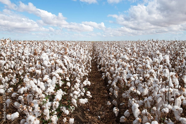 Fototapeta Cotton Crop