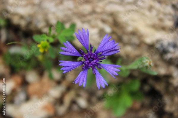 Obraz bloom purple  cornflower
