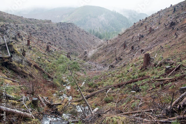 Obraz Clear Cut waterway