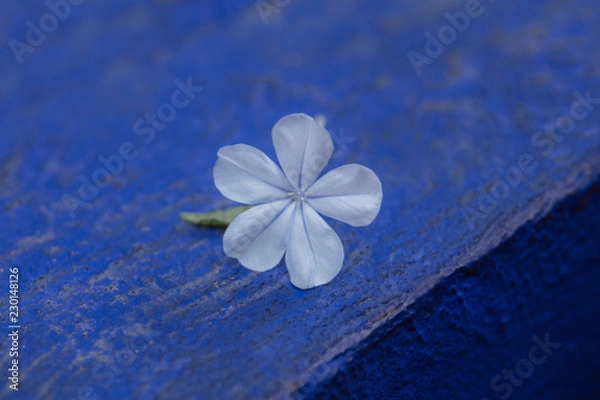 Obraz Fleure bleue sur mur bleu