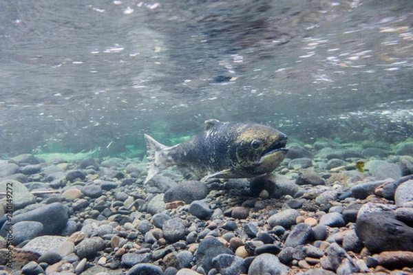 Obraz Chinook Salmon