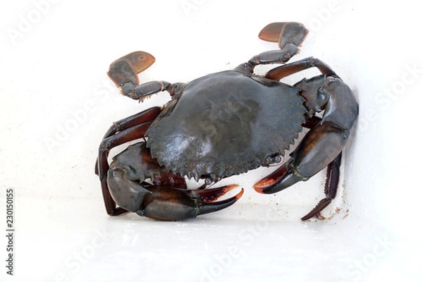 Obraz Serrated mud crab ( Serrated mud crab, Mangrove crab, Black crab, Giant mud crab; Scylla serrata) isolated on white background