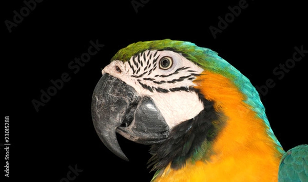 Obraz parrot macaw bird