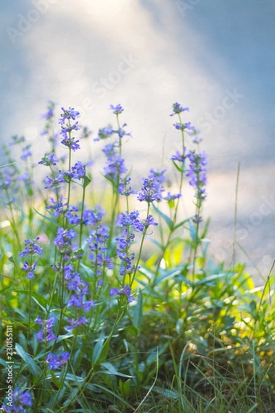 Obraz Violet Flowers, Macro