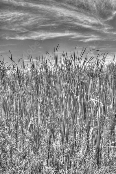 Fototapeta Cattails in spring with sky visible on other side