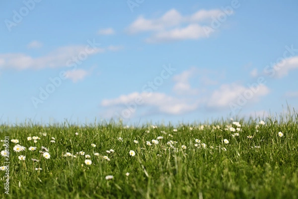 Fototapeta Wiese und Himmel