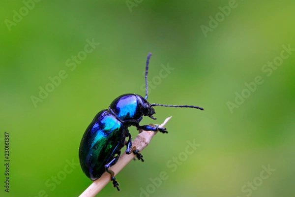 Obraz purple leaf beetle