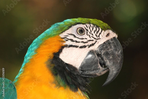 Obraz portrait macaw bird