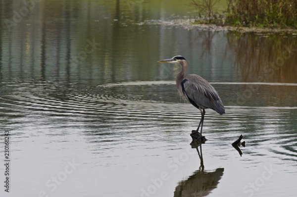 Obraz Great Blue Heron 3