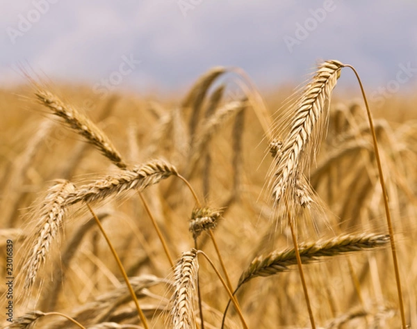 Obraz Wheat