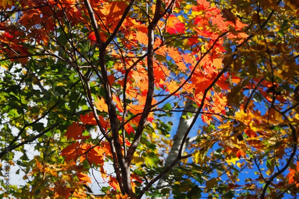 Obraz 定山渓 豊平峡の紅葉