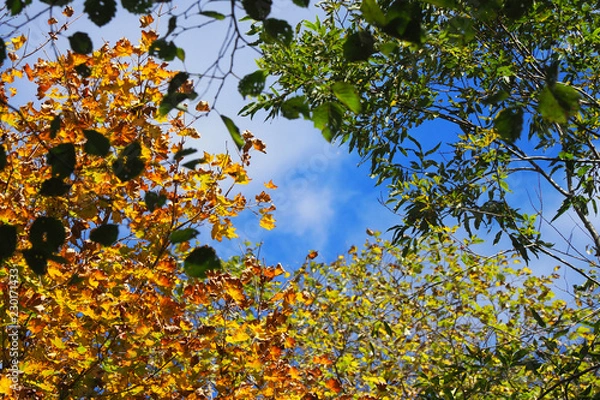 Obraz 定山渓 豊平峡の紅葉