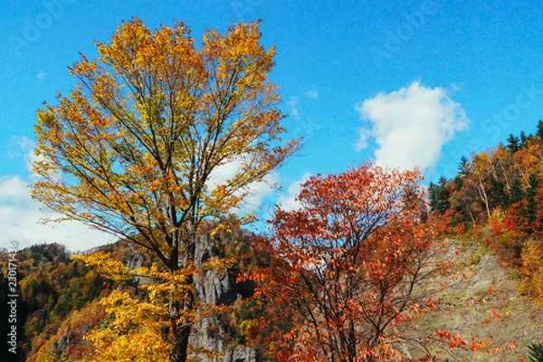 Fototapeta 定山渓 豊平峡の紅葉