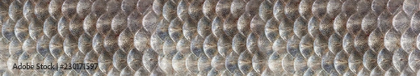 Fototapeta texture of fish scales close-up