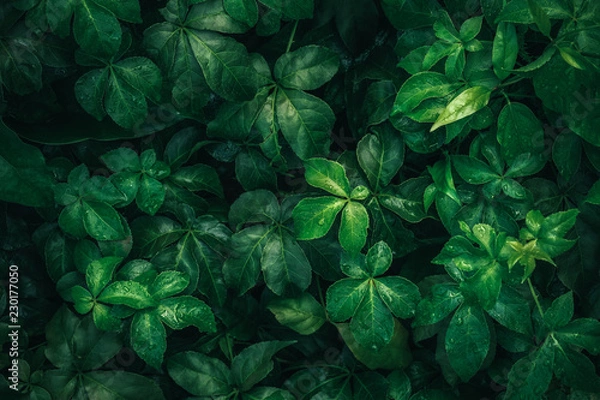 Fototapeta na ścianę Liście tropikalnych liści w ciemnozielonej z kropli wody deszczowej na tekstury, abstrakcyjny wzór tła natura.