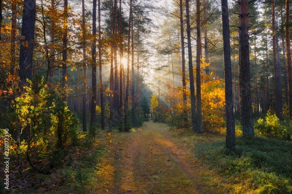 Fototapeta Sunny forest