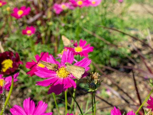 Fototapeta OLYMPUS DIGITAL CAMERA