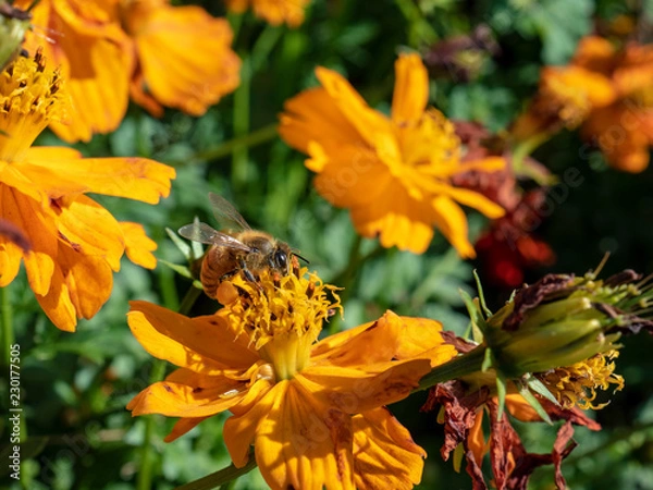 Fototapeta OLYMPUS DIGITAL CAMERA