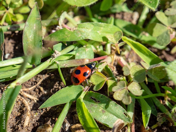 Fototapeta OLYMPUS DIGITAL CAMERA