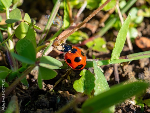 Fototapeta OLYMPUS DIGITAL CAMERA